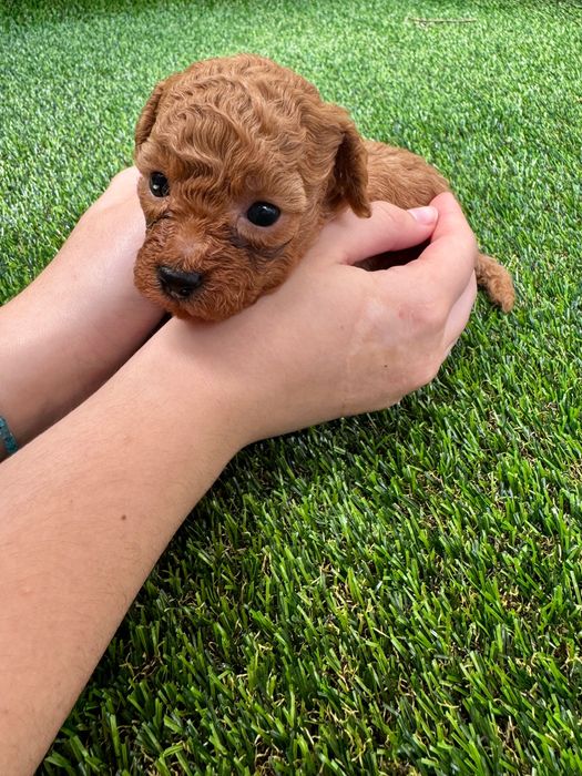 Той Пудел / Toy Poodle