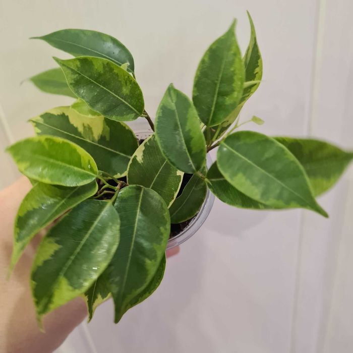 Комнатные цветы разные