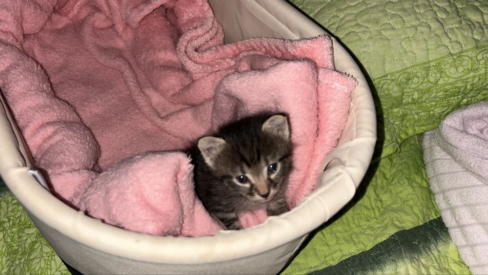 Отдам котенка маленького