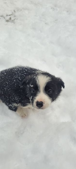 Отдам щенят , девочки в добрые руки