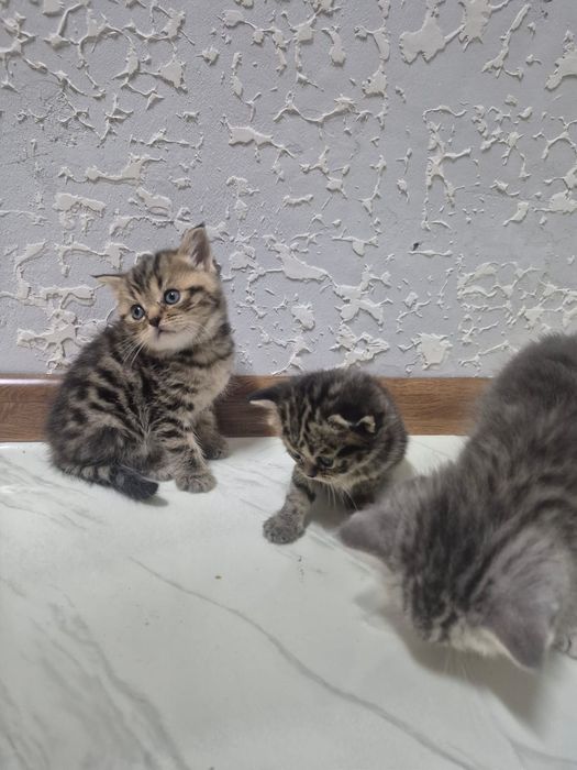 Продам котят Британской паровой