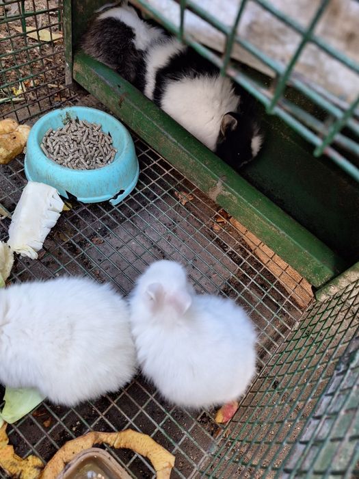 Pui de iepuri cap de leu