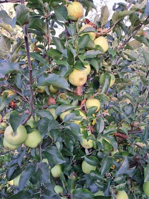 Vând mere calitate superioară