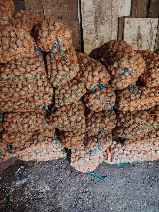 Cartofi de samanta albi