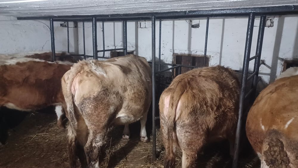 Vând  vaci  la alegere