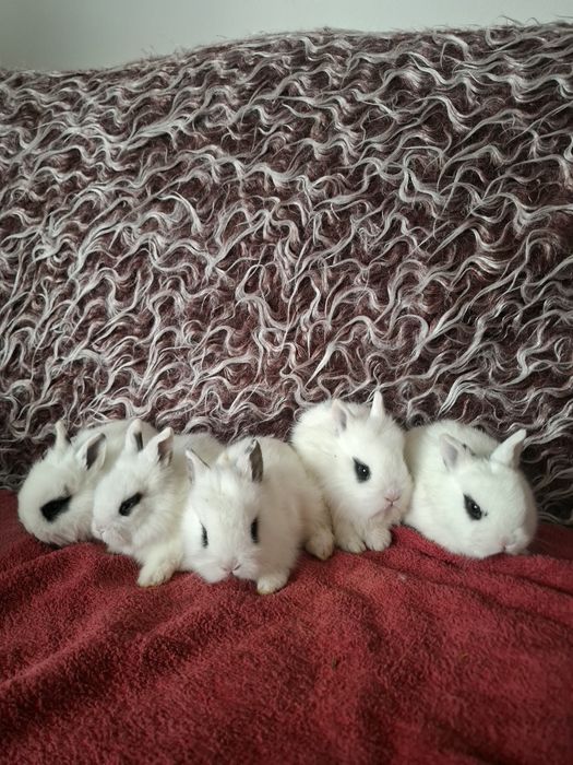 Декоративни зайчета