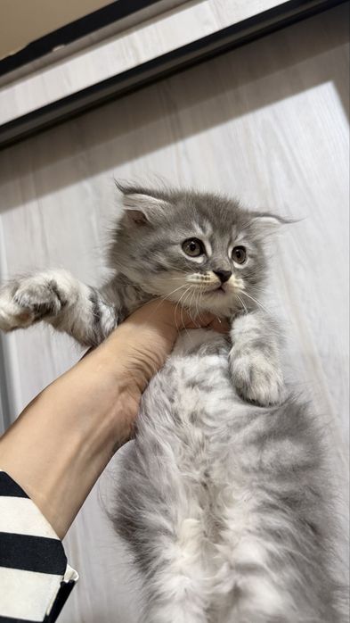 Продается котята