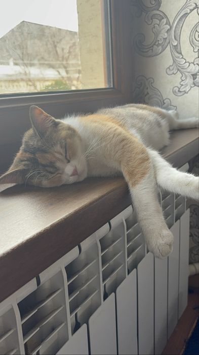 продаю кошку порода шиншила 8 месяцев