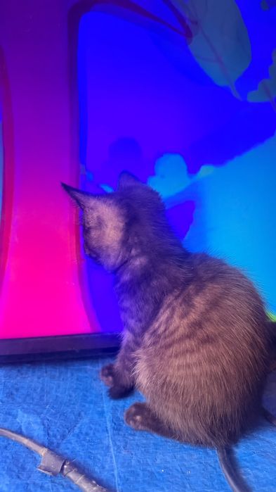 Кошка American Shorthair