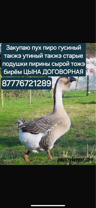Закупаю пух пиро