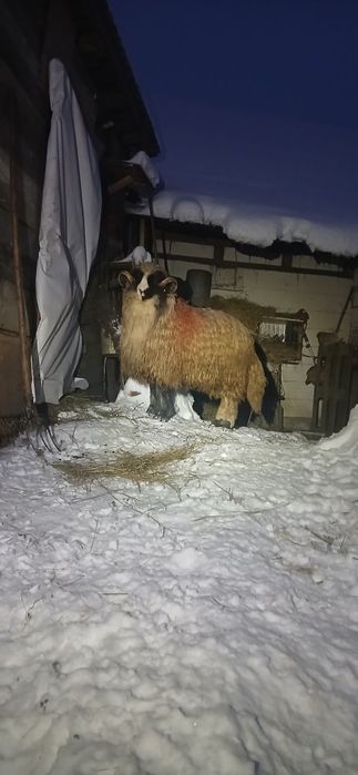 Mior disponibil   brez