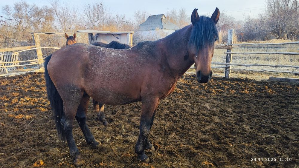 Соғым сатылады 2 бас, семыз жылқы