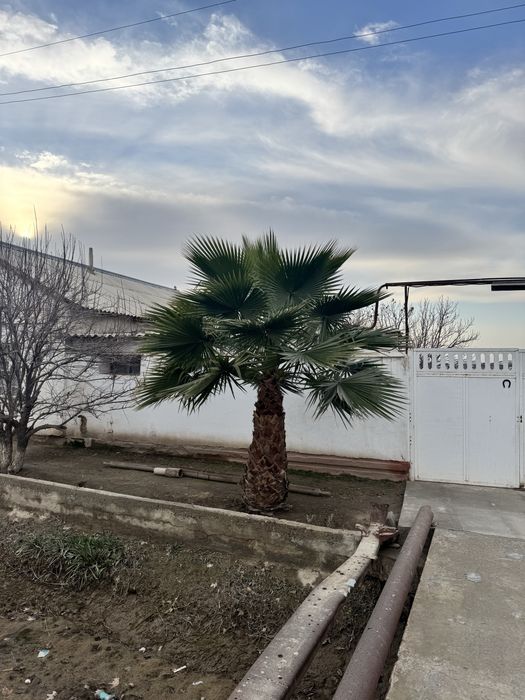 Palma manzarali daraxti