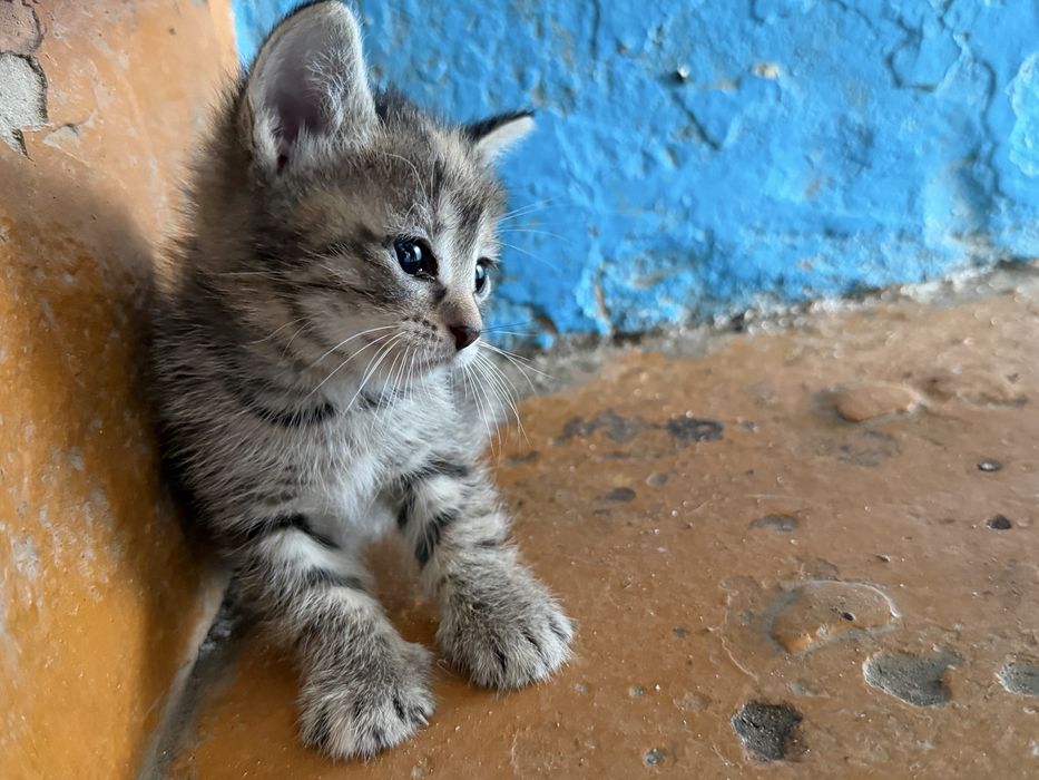 Отдам котенка бесплатно