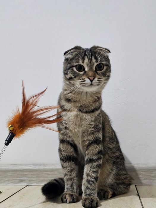 Шотландская вислоухая кошка