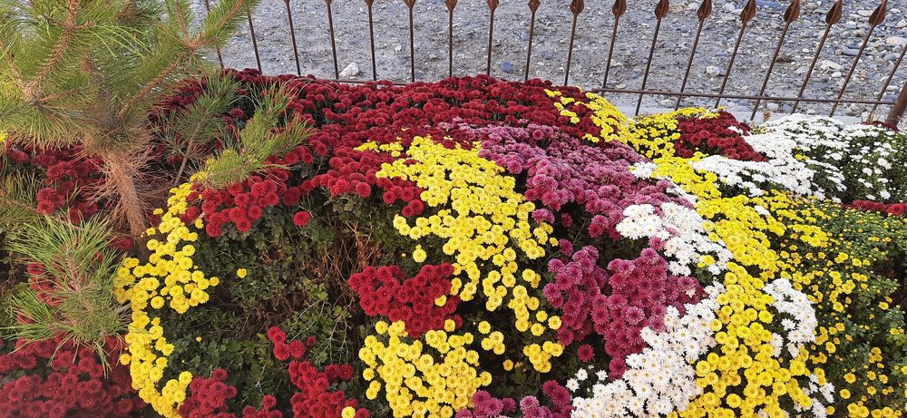 Xrizantema guli sotiladi,har xil rangi bor globus  shakldagi