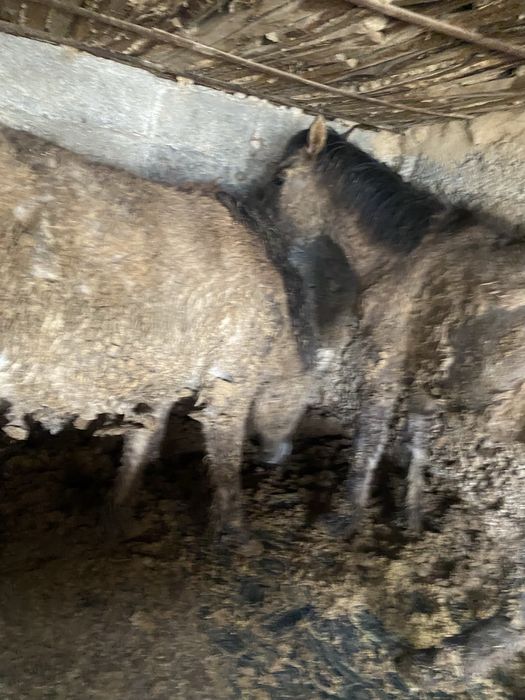 Бордакы тайлар 2бас