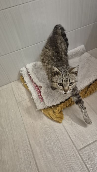 Peticel pisica blanda