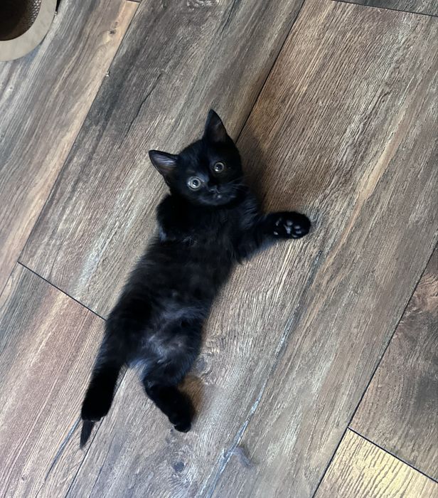 Котенок ищет дом