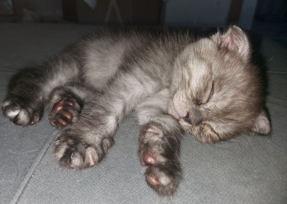 Котята два Месяца