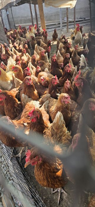 Ломан браун тауық