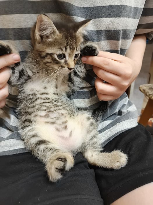Отдам котят в добрые руки
