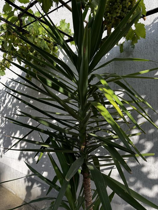 Палми Юка в саксия