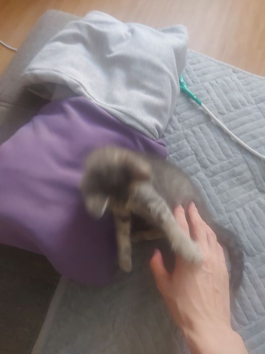 Отдам котёнка в добрые руки