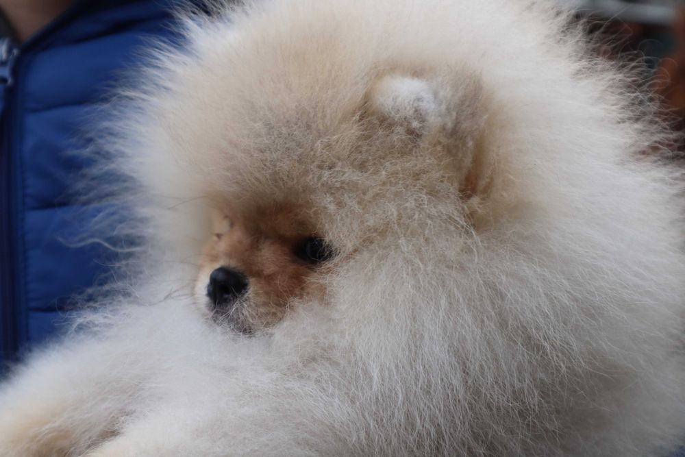 Страхотно момченце померан с родословие FCI