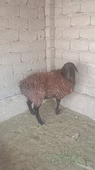 Қои сатылады 5аи баиланған