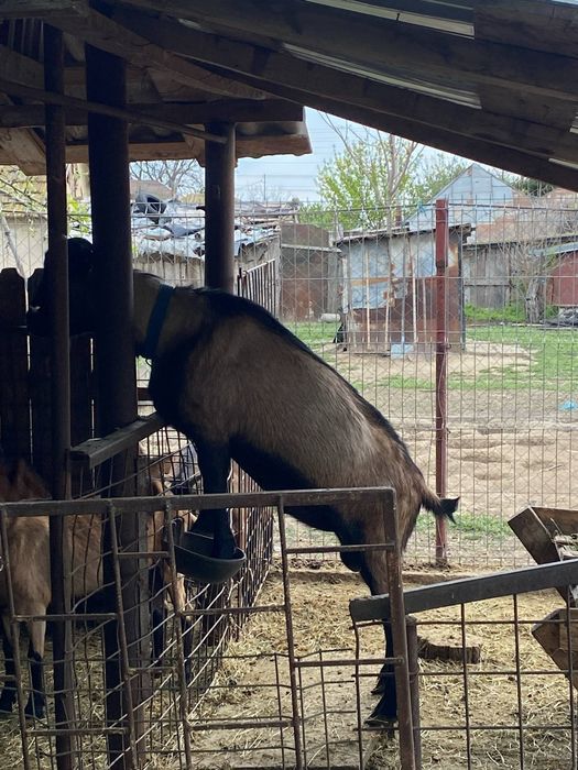 Vând  iezi si iedute , capre rasa alpină franceză