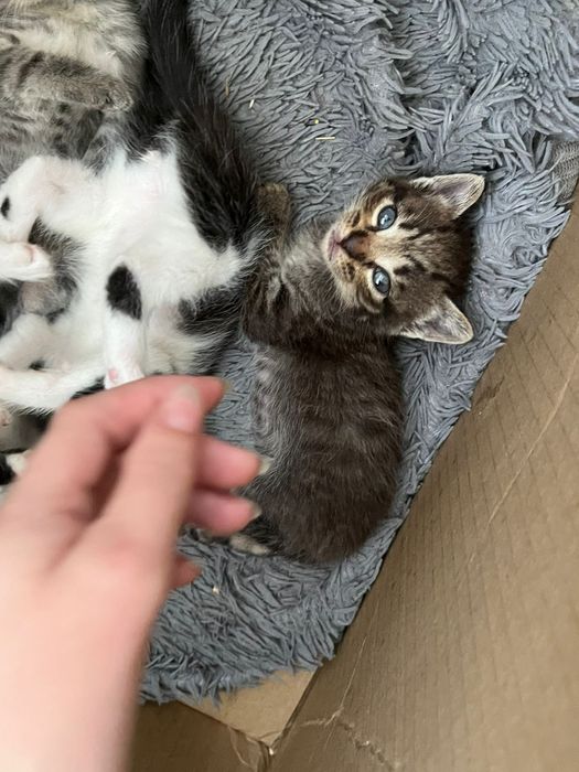 Отдаю котят в добрые руки