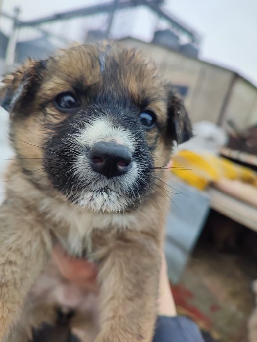 Щеночки в хорошие,добрые руки