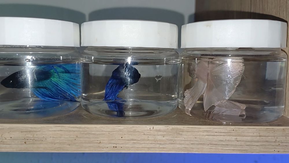 Петушок [BETTA FISH]