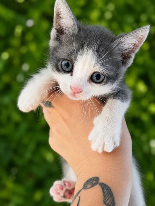 Отдам котят в хорошие руки