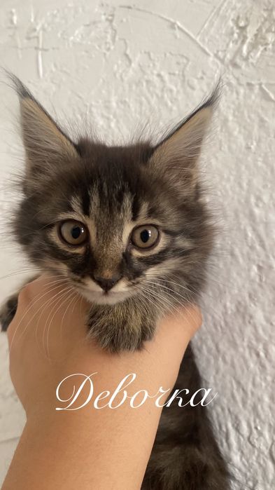 Кошкаааа дамашнии