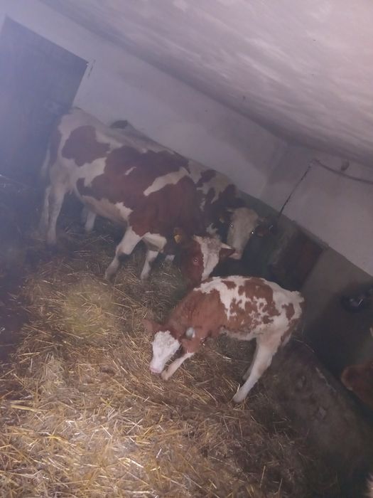 Vand 2 juninci si un vitel