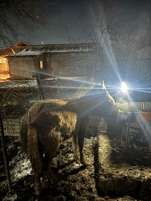 Жабағы 2 бас торг