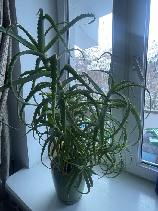 Алое продаю продаю