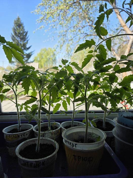 Продам рассаду помидор,перцев