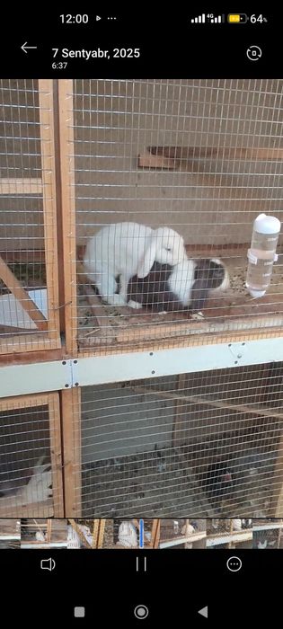 Quyon  para sotiladi erkak va urg‘ochi