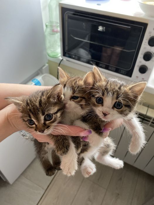 Отдам в добрые руки