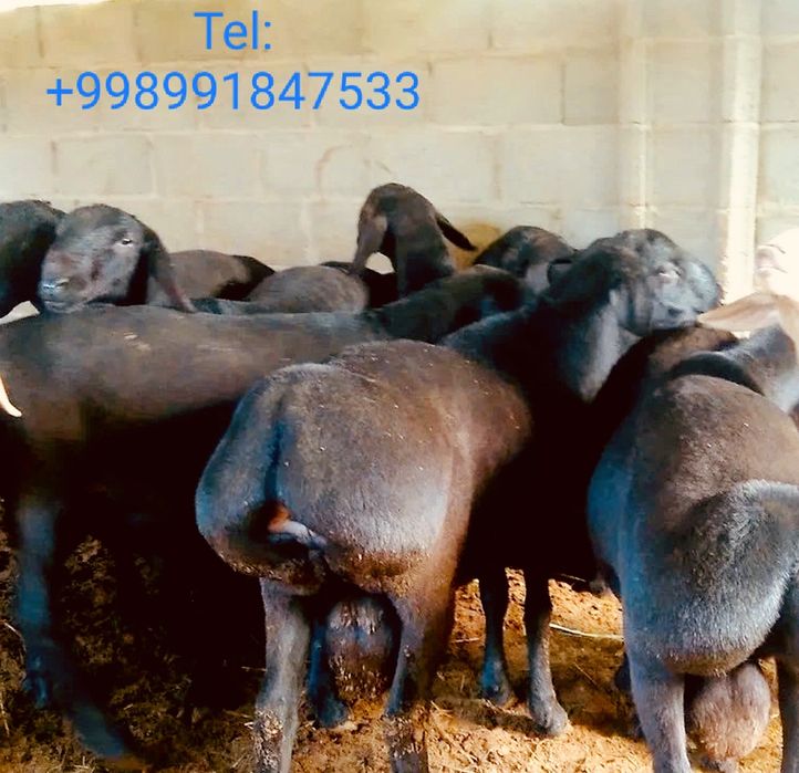 Qassob servis,Salom  Azizlar ko'rib turganizday sog'lom boqilgan q