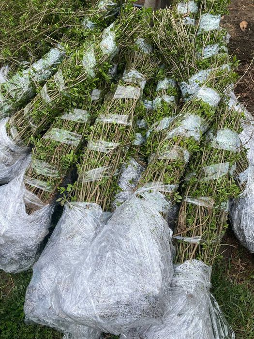 Lemn cainesc Pentru un gard viu minunat ! ligustrum ovalifolium