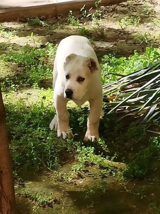 Шенок Алабая чистокровный