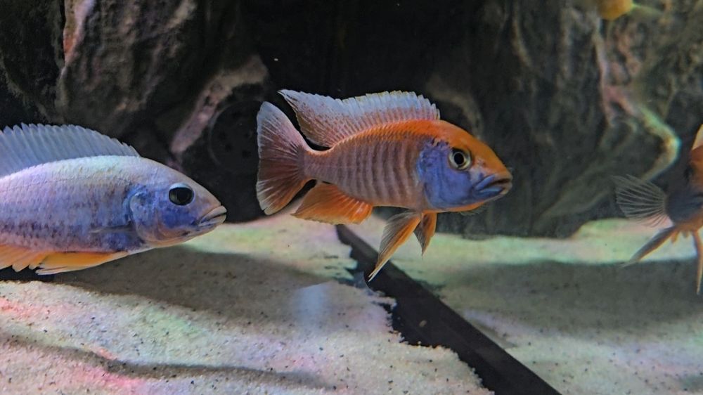 Ciclide africane (pui și juvenili)