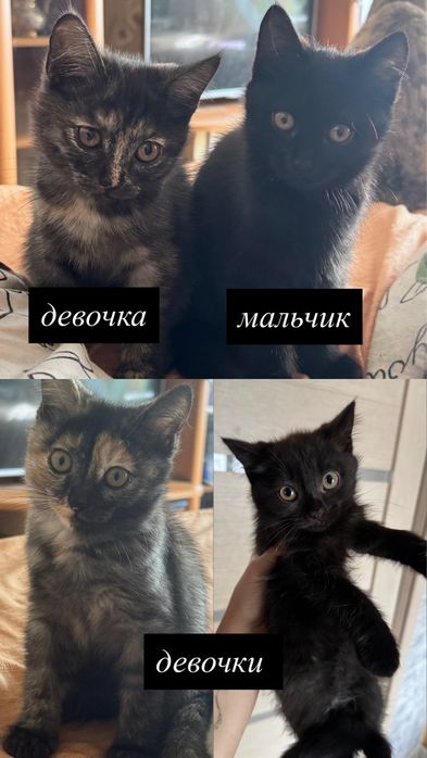 котята в добрые руки
