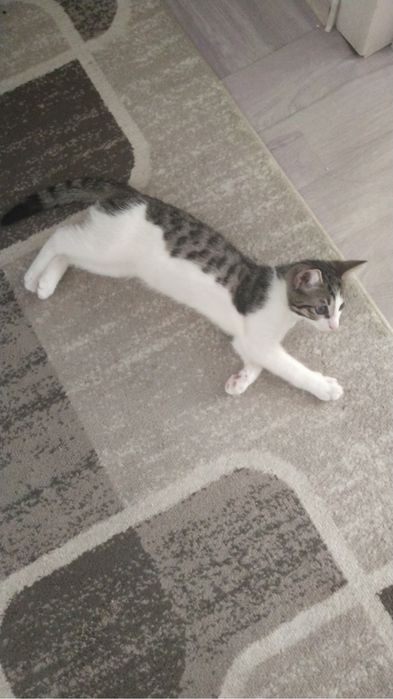 Отдам котенка девочку