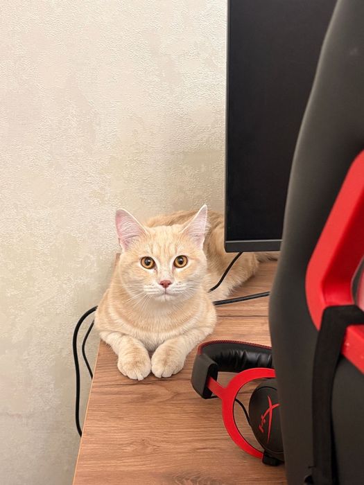 короткошерстный британец