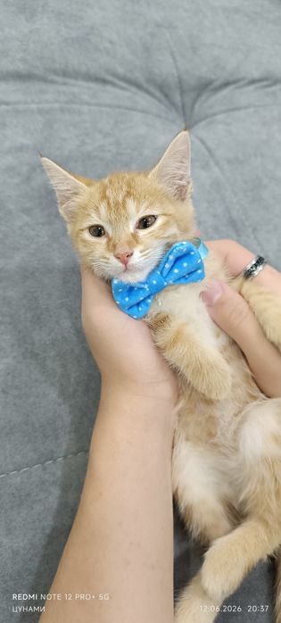 Рыжий очаровательный которебёнок